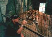 Brian the Zookeeper with a Siberian male