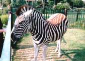 You can touch the paddock animals