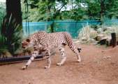 Cheetah Retreat