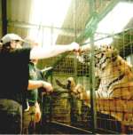 Feeding the Big Cats